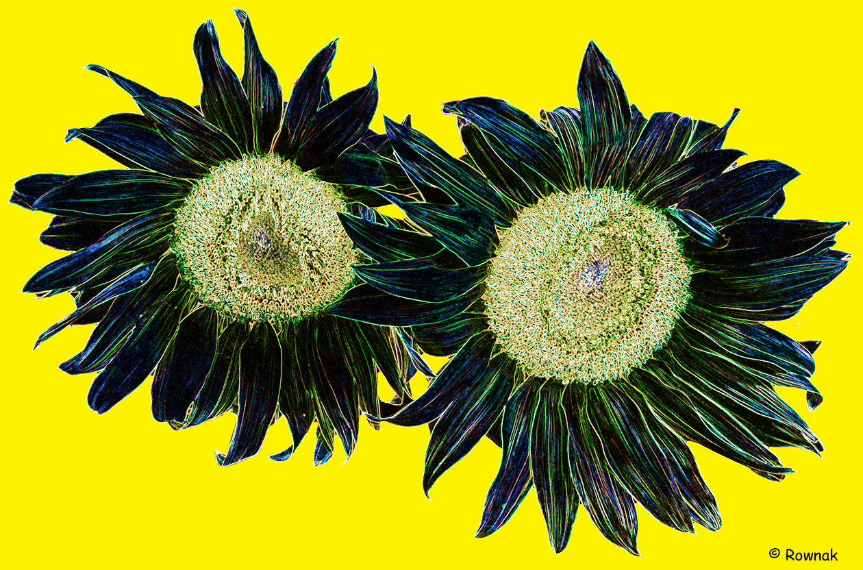 This photograph of sunflowers is minulipated by Richard to bring out a unique look in a most interesting way.Digital art creation of Richard Rownak